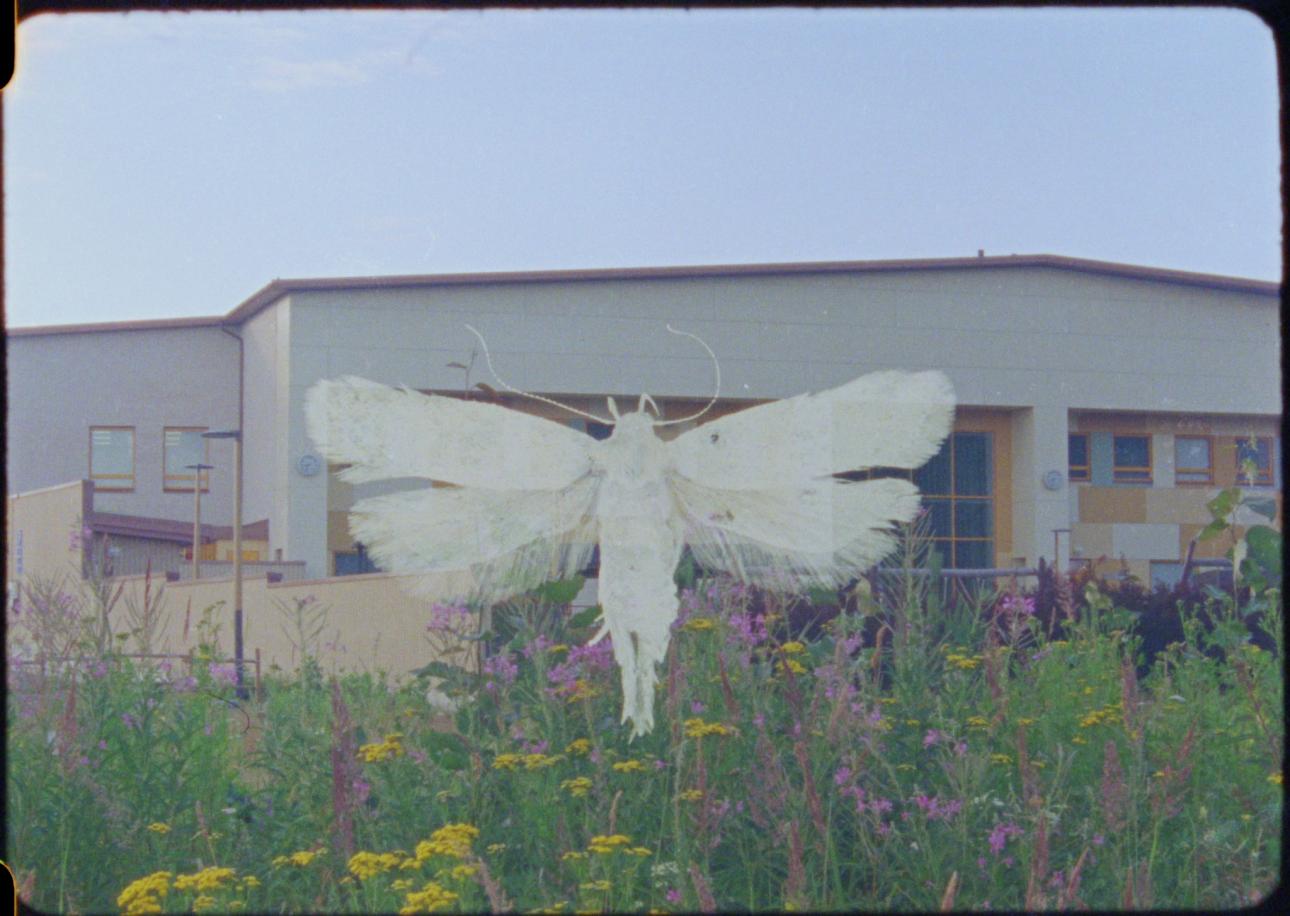 moth and building